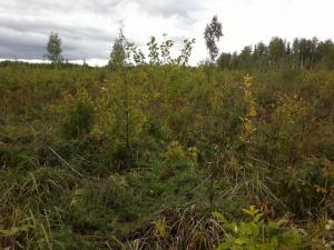 KuMir001