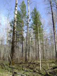 Maks_omsk