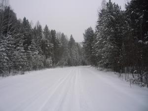 Сосновый бор, Муромцево ноябрь 2010г