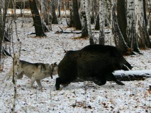 East Siberian Laika