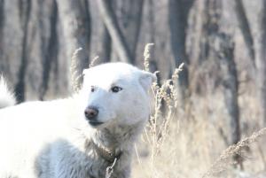 Выводка Омских лаек 2012
