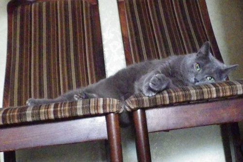 кот.jpg
