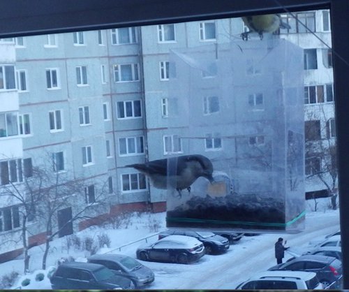 птаха.jpg