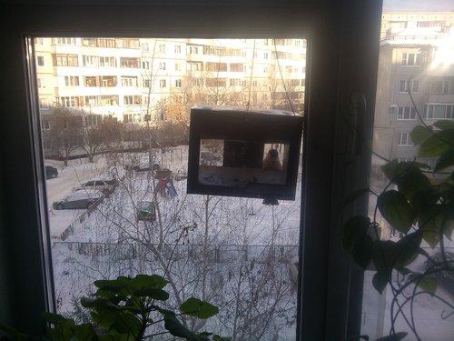 помидор.jpg