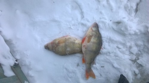 WP_20171210_001.jpg