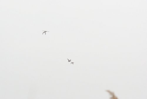 DSC05515.JPG
