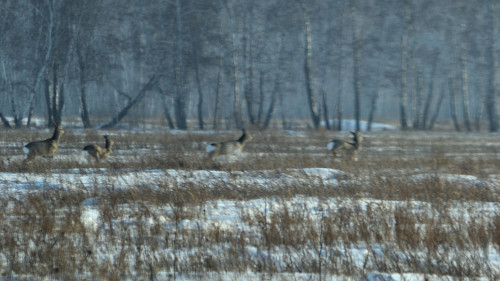 косули.jpg