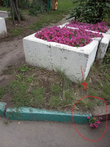 сбежал.jpg