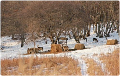 podkormka-kosul.jpg