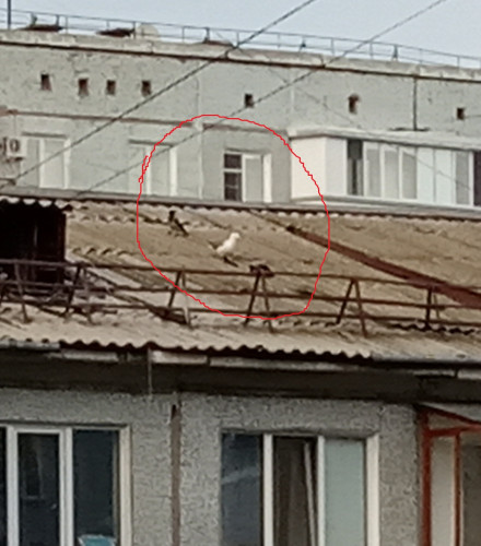 мартын_хищник.jpg