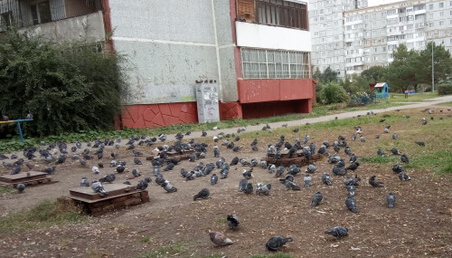 птахи.jpg