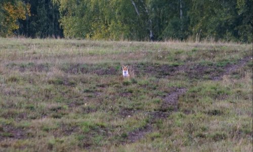 Копия DSC00433.JPG